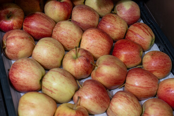 Freshly harvested red and yellow apples arranged in a crate, showing natural color variation and ripe fruit ready for sale, storage, cooking or healthy eating. © Marek
