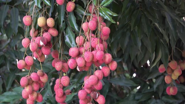 Red Lychee fruit hanging on a tree in an orchard.