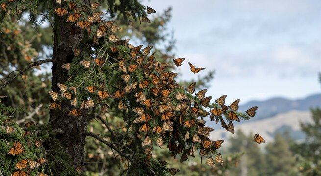 Monarch butterflies roosting on evergreen tree branches during migration. Swarm of migrating monarch butterflies in nature