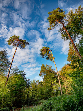 B&auml;ume im sp&auml;tsommerlichen Wald