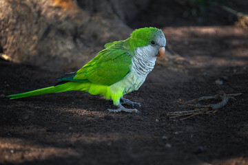 A Monk parakeet stands on dark ground in soft daylight. © Tom