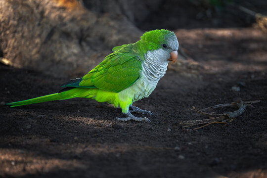 A Monk parakeet stands on dark ground in soft daylight.