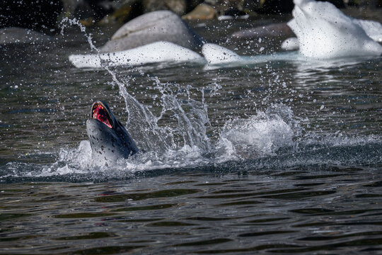 A powerful leopard seal emerges violently from the freezing water with its penguin prey secured in its jaws.