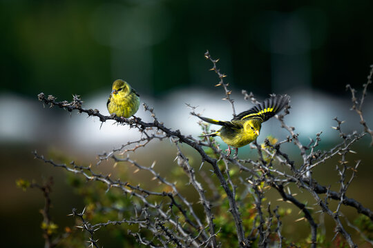Two yellow finch songbirds perch together on tangled natural branches.