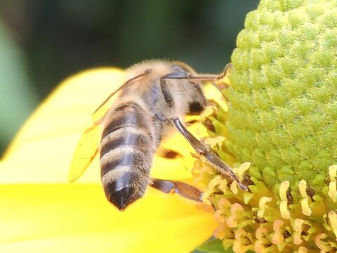 bee on yellow flower