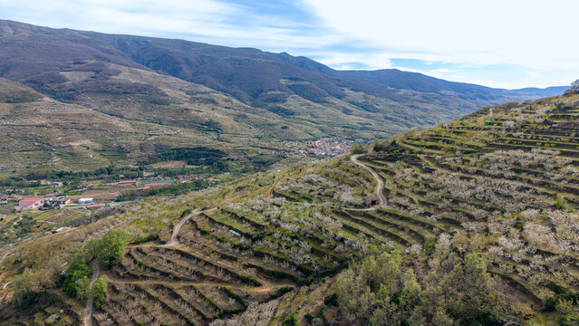 Aerial view of blooming cherry trees on terraced hillsides in the Jerte Valley near Cabezuela del Valle, Extremadura, Spain.