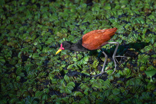 Wattled jacana wading bird feeds among dense green wetland plants.