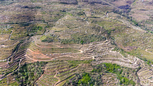 Aerial view of the terraced hillsides in the Jerte Valley, featuring cherry orchards in bloom, winding dirt paths, and stone retaining walls in Cabezuela del Valle, Extremadura, Spain.