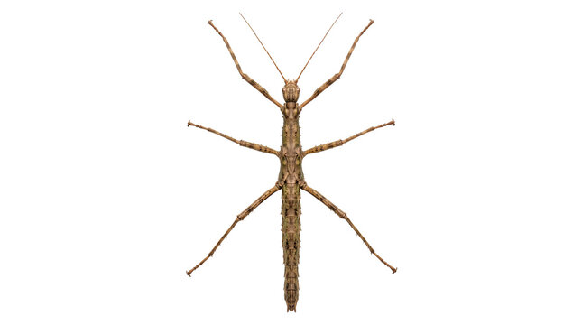 Stick insect specimen isolated on transparent background, elongated twig like body and extended legs in spread posture, camouflage and entomological study concept