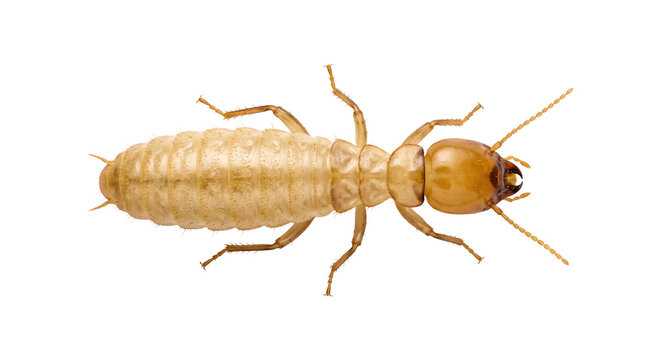 Pale termite isolated on transparent background showing elongated soft body and segmented anatomy for entomology reference and pest identification use