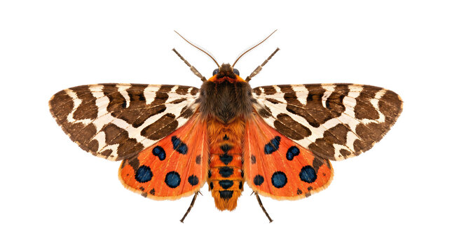 Colorful tiger moth with wings fully spread isolated on transparent background, top view specimen showing orange and patterned forewings for entomology and natural history reference