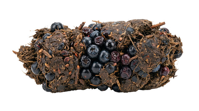 Animal scat with intact berries and plant material isolated on transparent background for wildlife diet study and natural history reference