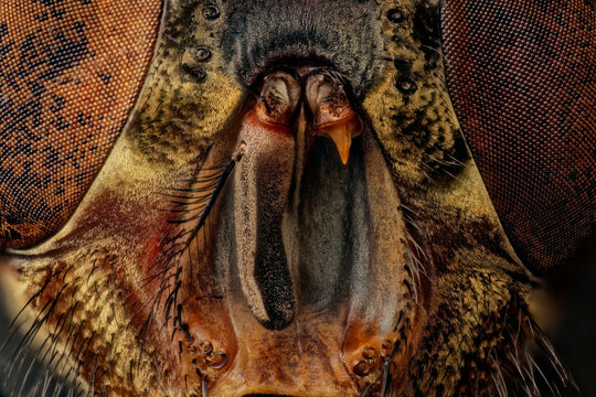 Frontal microscopic study of a blowfly head showcasing symetrical anatomy, central olfactory antennae segments with long feathered arista, ptilinal suture, and geometric compound eyes texture