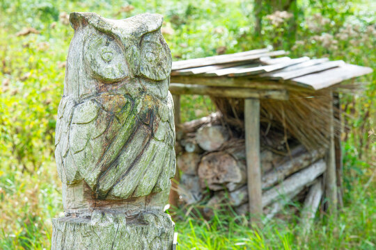 Bird of woodwork looking at you in bright sunlight in nature in summer, Almere, Flevoland, The Netherlands, September 2, 2026