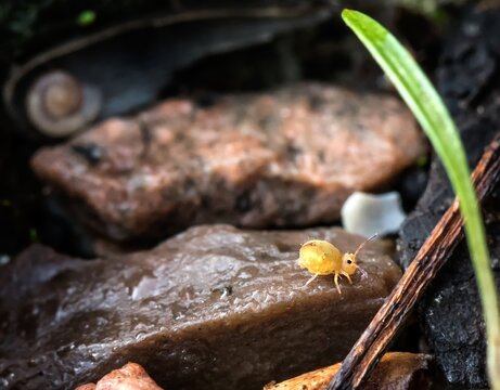 Small yellow springtail on brown rocks near green grass during daylight in a natural setting