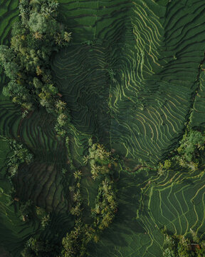 Aerial View of Lush Green Rice Terraces and Tropical Palm Trees in Majalengka, Indonesia - Intricate Agricultural Patterns from Above
