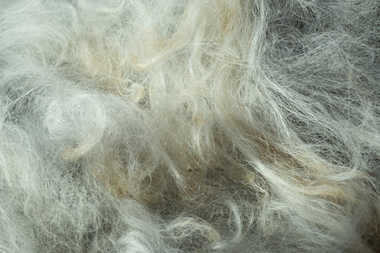 Gray and white animal fur creating abstract texture