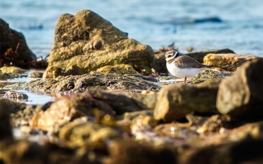 Plver bird stands on rocky shore near water during the day at a coastal location with natural surroundings clearly visible © Florent Vassogne