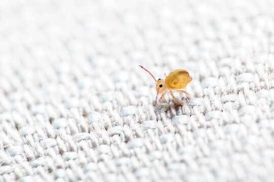 Small springtail on light fabric in a close focus, showing details of body and environment during daytime