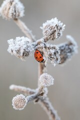 Frost covers branches as a ladybug rests on a plant in a cold morning scene © Florent Vassogne