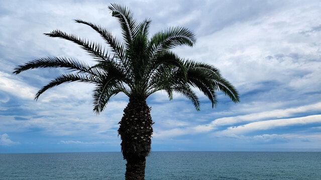 In a rare rainy day a  Canary Island date palm (Phoenix canariensis), thriving as an iconic ornamental coastal palm along the sunny Mediterranean shoreline