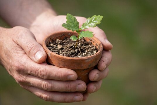 Hands holding young oak seedling in plant pot
