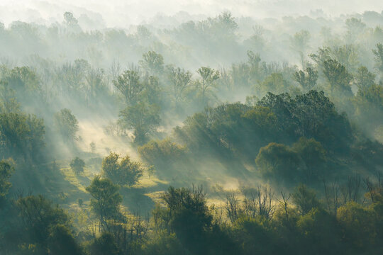 Aerial view of a dense forest with morning mist swirling between the trees and golden sunbeams filtering through the canopy in Poland.