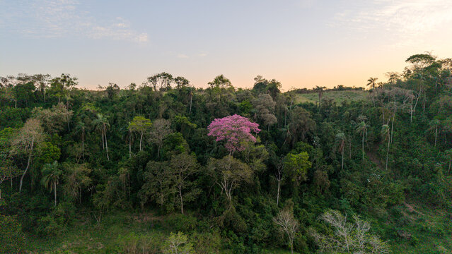 Aerial view of a vibrant pink Lapacho Rosado tree standing out in a lush green forest during golden hour in Nueva Alborada, Itapua Department, Paraguay.