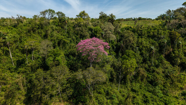 Aerial view of a vibrant pink Lapacho Rosado tree blooming amidst the lush green forest canopy under a clear blue sky in Nueva Alborada, Itapua Department, Paraguay.