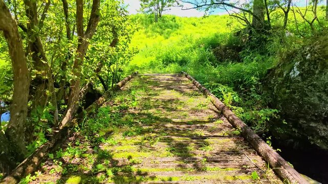風に揺れる阿蘇の草原　産山村
