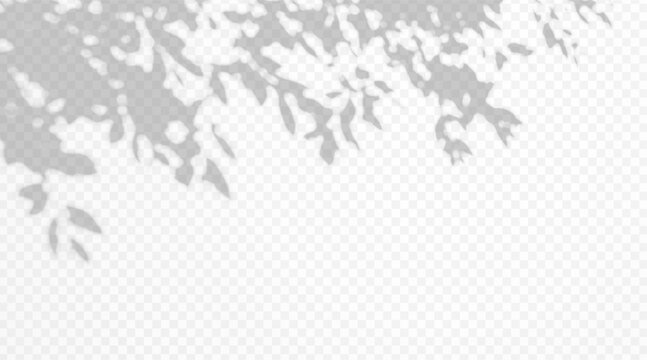 Abstract gobo leaf shadow overlay on transparent background. Soft blurred foliage silhouette with organic botanical texture. Backdrop with dappled light and plant shade pattern.