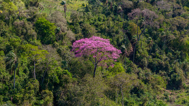 Aerial view of a vibrant pink Lapacho Rosado tree standing out amidst the lush green canopy of a dense forest in Nueva Alborada, Itapua Department, Paraguay.