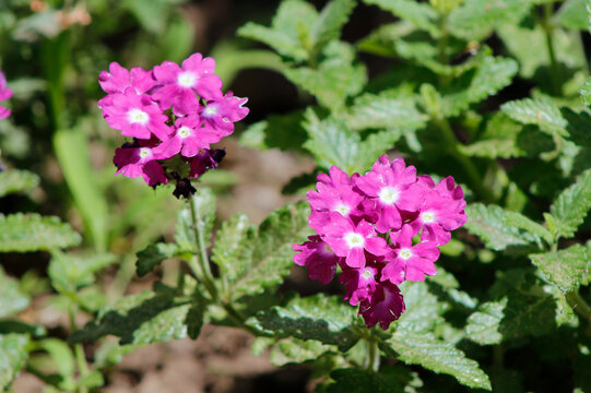 purple verbena in the garden
