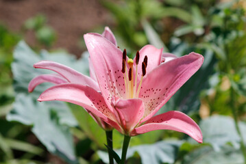 pink lilie in the garden © laykamars