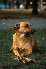 Stray brown dog profile portrait lying on grass in autumn park. Homeless mixed breed mutt looking away attentively on lawn, vertical atmospheric animal shelter adoption concept. © Kateryna Zinenko 