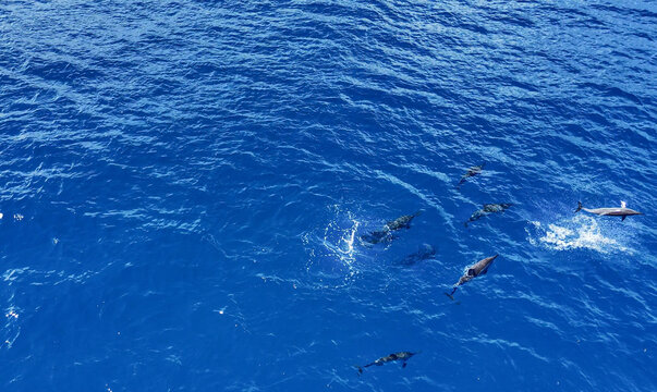 Aerial view of a pod of dolphins swimming in the deep blue waters of the Indian Ocean near Trou-aux-Biches, Pamplemousses District, Mauritius.