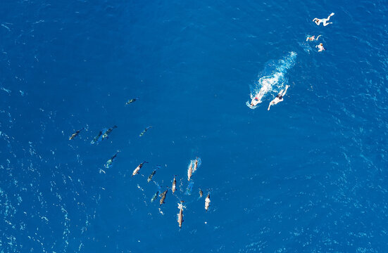 Aerial view of a pod of dolphins swimming in the clear blue Indian Ocean with snorkelers nearby in Trou-aux-Biches, Pamplemousses District, Mauritius.