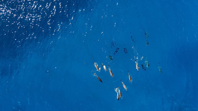 Aerial view of a pod of dolphins swimming in the clear blue waters of the Indian Ocean near Trou-aux-Biches, Pamplemousses District, Mauritius.