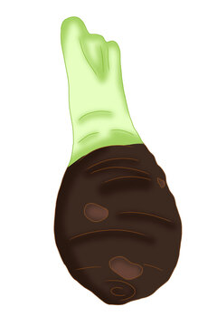 a brown taro corm with a green stalk