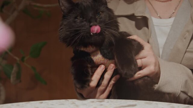 Close up of woman gently holding and petting black cat wearing colorful patterned harness. scene features soft lighting with woman dressed in casual attire including beige jacket and layered