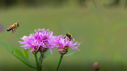  Honeybee flying near purple knapweed flower in summer meadow © Simas