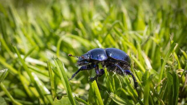 Dor beetle with metallic blue shell crawling through green grass