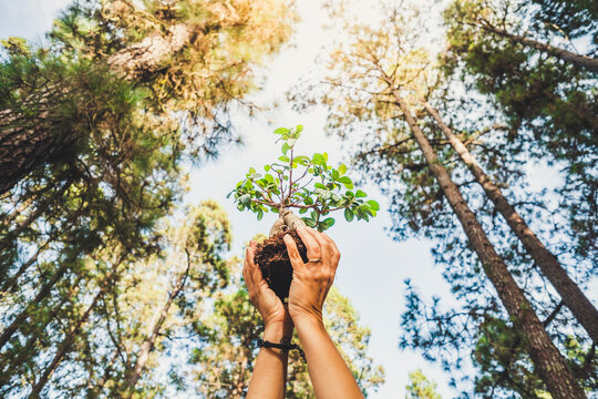 Hands gently holding a small green tree seedling with roots, ready to plant among tall pine trees under bright sky, symbolizing reforestation, care and new growth