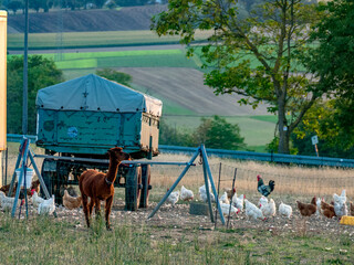 Hühner vor einem Hühnerwagen am Abend © focus finder