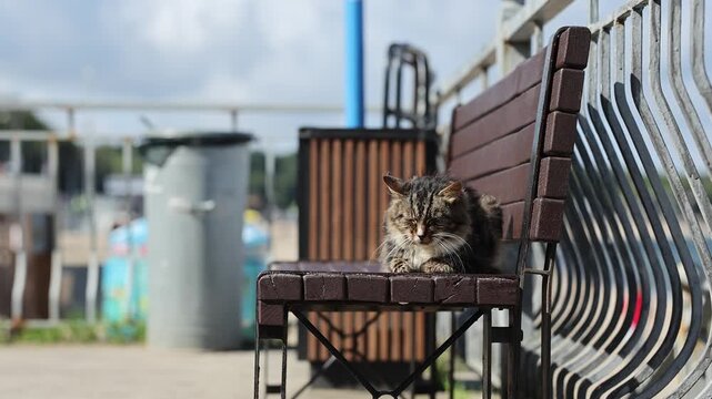 Striped tabby cat lying on old wooden bench in park. Furry street animal resting outdoors. Homeless pet relaxing on city street, animal life concept