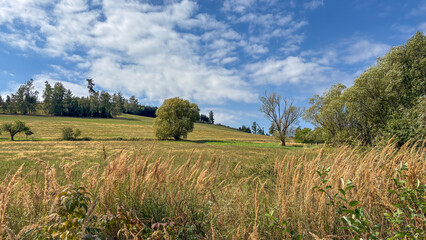 Obraz premium Golden Grasses Against a Blue Sky Backdrop