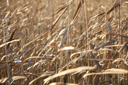 Reed sway in the wind.
