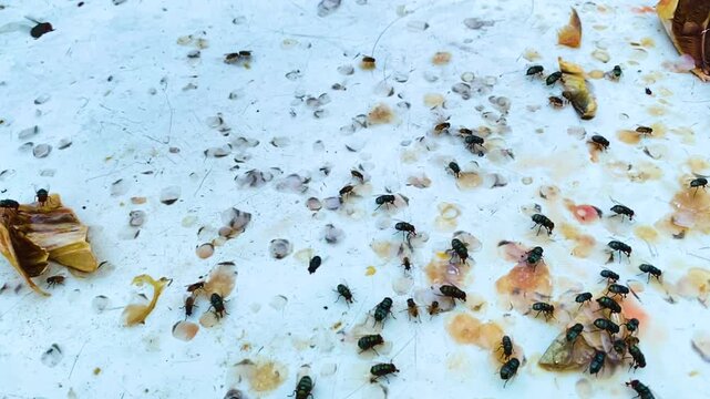 Blow flies gathered on dirty fish scales and spoiled seafood waste.