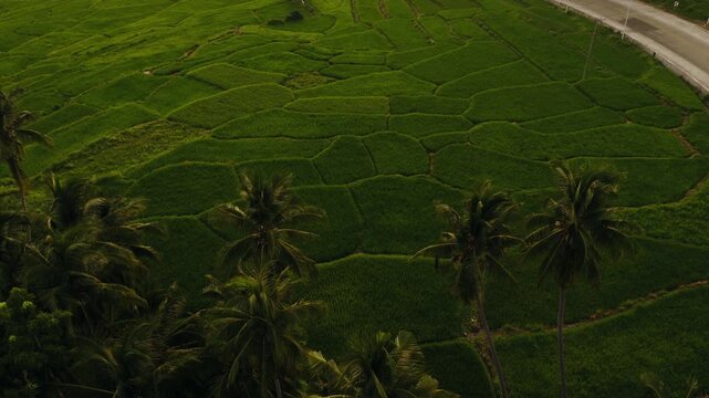 Vibrant rice paddies form irregular patterns across farmland in Lila, Bohol, aerial