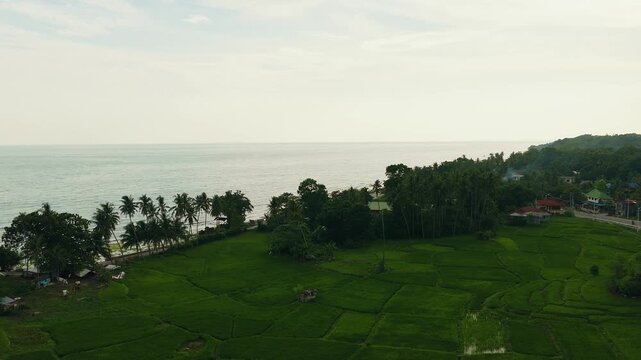 Green rice fields rise toward tropical trees and hills near Lila, Bohol, aerial